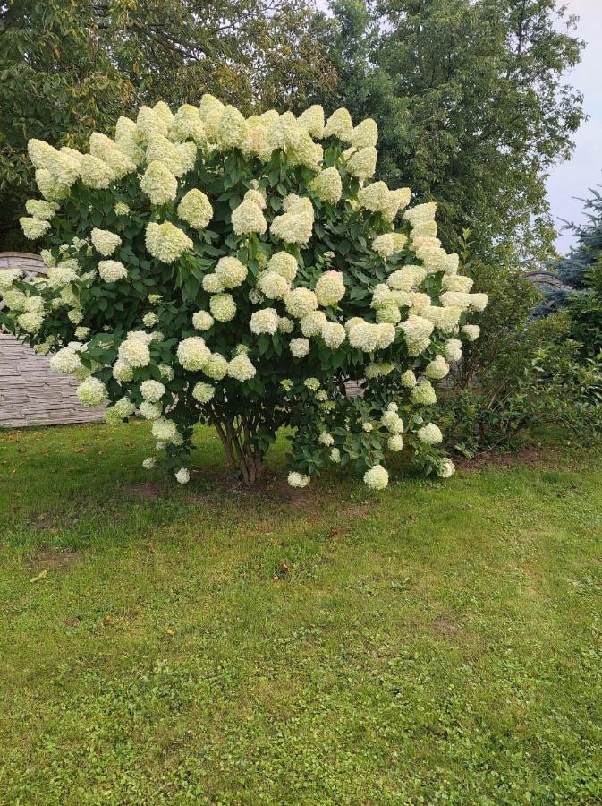 Magnolia Gospodarstwo Agroturystyczne Kazimierz Dolny Eksteriør billede